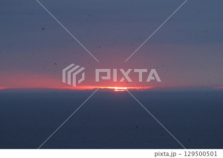 夕陽を背景に巣に戻るウトウの大群 夕陽を背景に巣に戻るウトウの大群 129500501