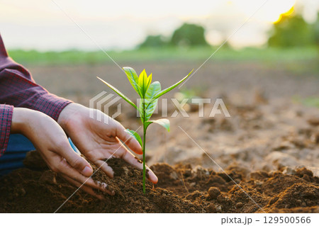 person is planting a seedling in the dirt 129500566