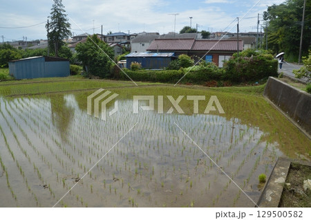 田植えが終わった水田 田植えが終わった水田 129500582