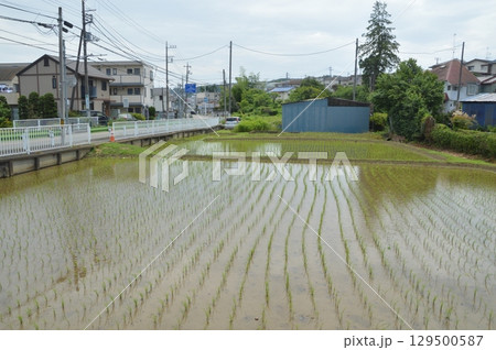 田植えが終わった水田 田植えが終わった水田 129500587