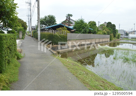 田植えが終わった水田 129500594