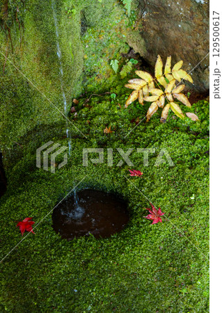 紅葉の護法堂弁財天 紅葉の護法堂弁財天 129500617