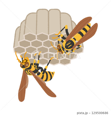 ハチの巣 ハチの巣 129500686