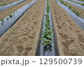 東京郊外の畑 129500739