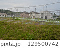 東京郊外の畑 129500742