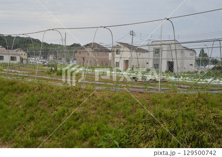 東京郊外の畑 129500742