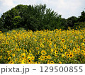黄色いミニ向日葵の花畑 129500855
