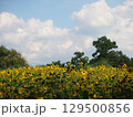 黄色いミニ向日葵の花畑 129500856