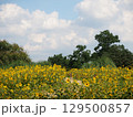 黄色いミニ向日葵の花畑 129500857