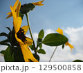 黄色いミニ向日葵の花 129500858