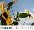 黄色いミニ向日葵の花 129500859