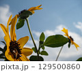黄色いミニ向日葵の花とミツバチ 129500860
