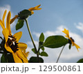 黄色いミニ向日葵の花とミツバチ 129500861