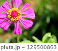 百日草の花のクローズアップ 129500863