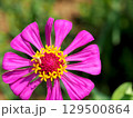 百日草の花のクローズアップ 129500864