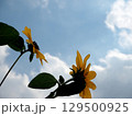 黄色いミニ向日葵の花 129500925
