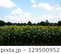 黄色い向日葵の花畑 129500952