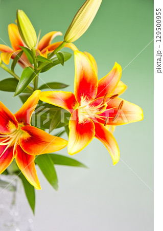 テーブルフォトーカサブランカの花 129500955