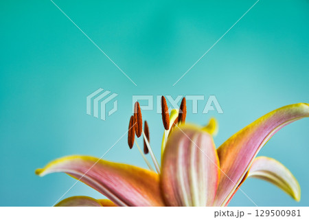 テーブルフォトーカサブランカの花 129500981