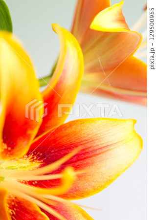 テーブルフォトーカサブランカの花 129500985