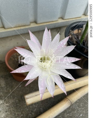 サボテンの花 129500995