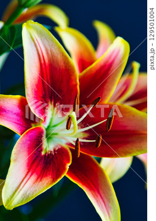 テーブルフォトーカサブランカの花 129501004
