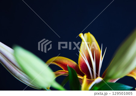 テーブルフォトーカサブランカの花 129501005