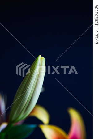 テーブルフォトーカサブランカの花 129501006