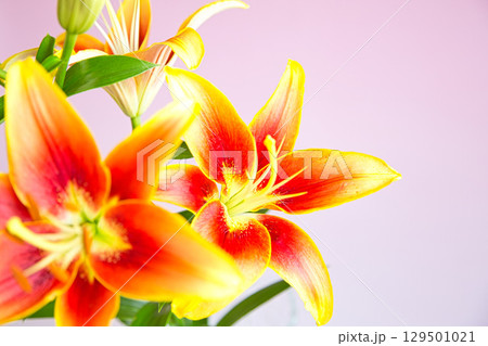 テーブルフォトーカサブランカの花 129501021