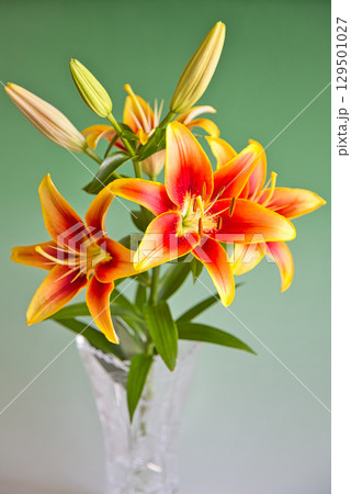 テーブルフォトーカサブランカの花 テーブルフォトーカサブランカの花 129501027