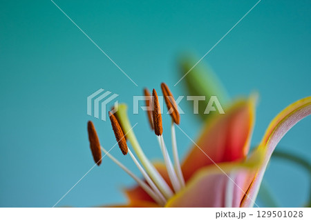 テーブルフォトーカサブランカの花 テーブルフォトーカサブランカの花 129501028