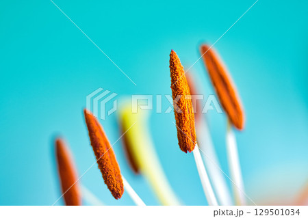 テーブルフォトーカサブランカの花 テーブルフォトーカサブランカの花 129501034