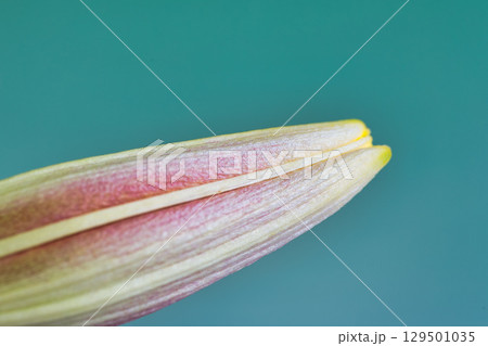 テーブルフォトーカサブランカの花 テーブルフォトーカサブランカの花 129501035