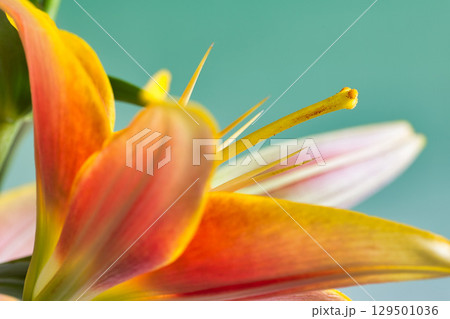 テーブルフォトーカサブランカの花 129501036