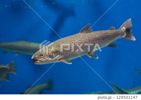 イトウ（千歳サケのふるさと館、現在は　サケのふるさと　千歳水族館） 129501147
