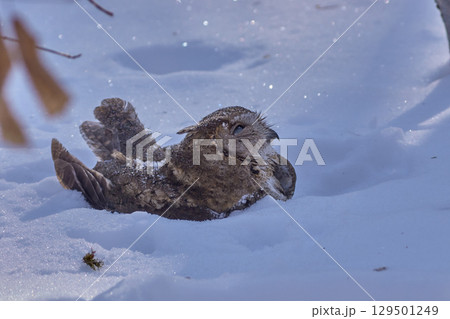 フクロウ　遺骸　冬　雪 129501249