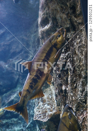 サケ(サケのふるさと 千歳水族館) サケ(サケのふるさと 千歳水族館) 129501251