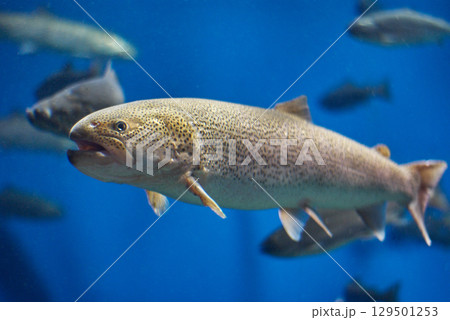 イトウ（千歳サケのふるさと館、現在は　サケのふるさと　千歳水族館） 129501253
