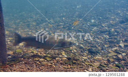 サクラマス(サケのふるさと 千歳水族館) サクラマス(サケのふるさと 千歳水族館) 129501288