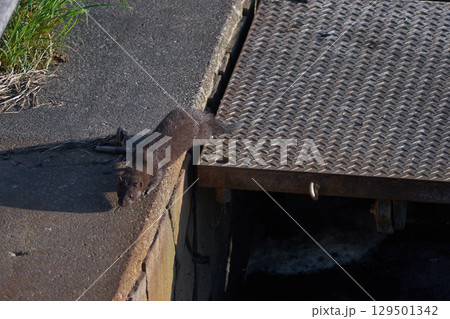 ミンク　アメリカミンク 129501342