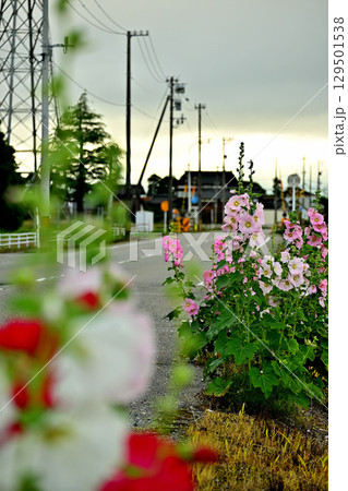 道端に咲く立葵の花 129501538