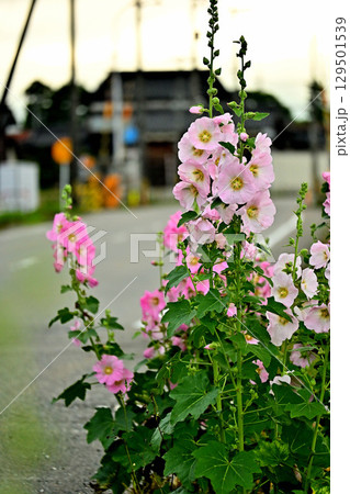 道端に咲くタチアオイの花 道端に咲くタチアオイの花 129501539