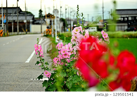道端に咲くタチアオイの花 129501541