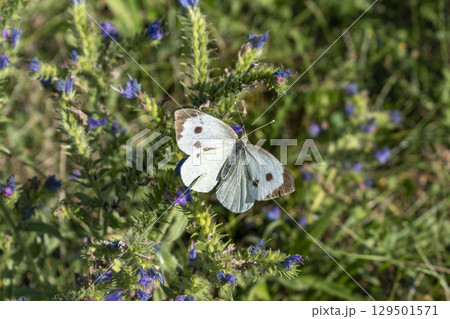 Cabbage white butterfly collecting pollen, pieris brassicae, lepidoptera 129501571