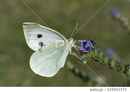 Cabbage white butterfly collecting pollen, pieris brassicae, lepidoptera 129501572