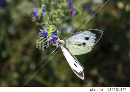 Cabbage white butterfly collecting pollen, pieris brassicae, lepidoptera 129501573