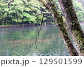 湖畔の樹 129501599