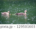 雨中のカモ 129501603
