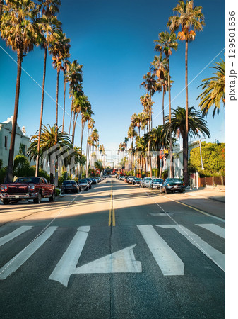 ロサンゼルスの高級住宅街のような街並み 129501636