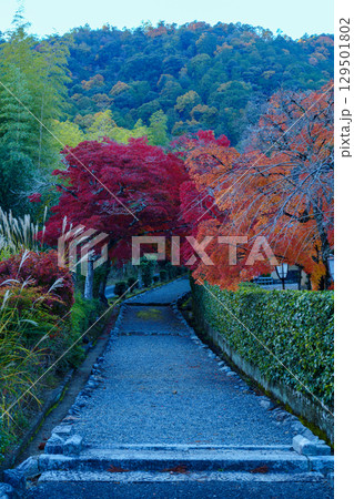 小倉山と紅葉の道 129501802